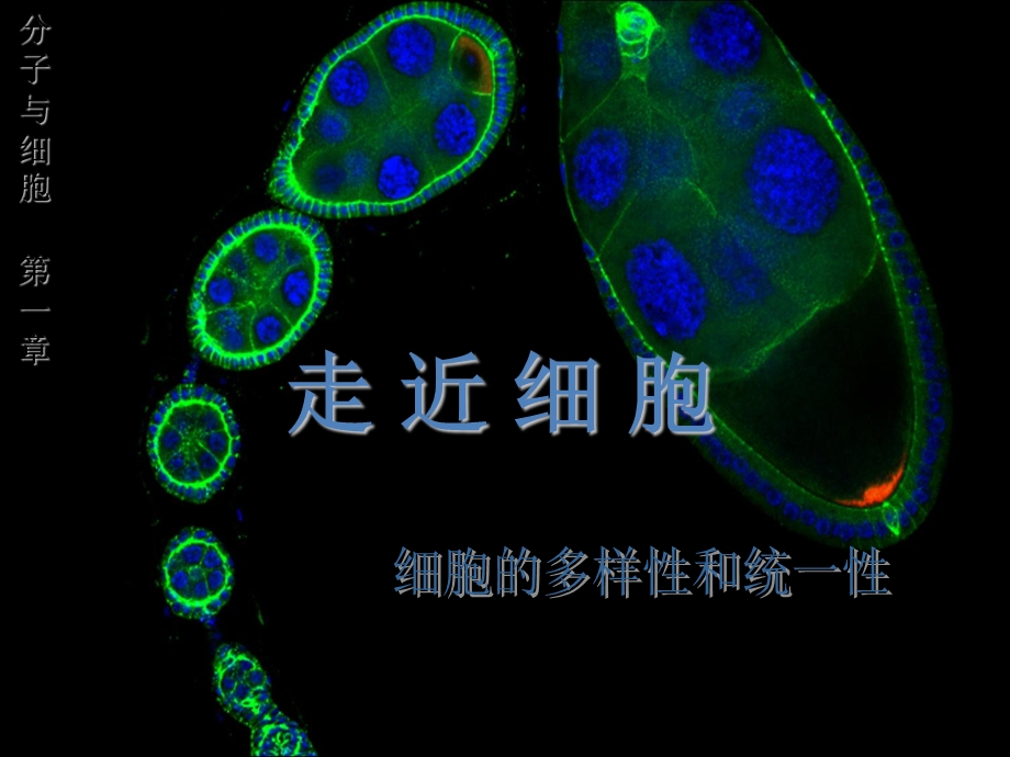 高一生物第二次课.ppt_第1页