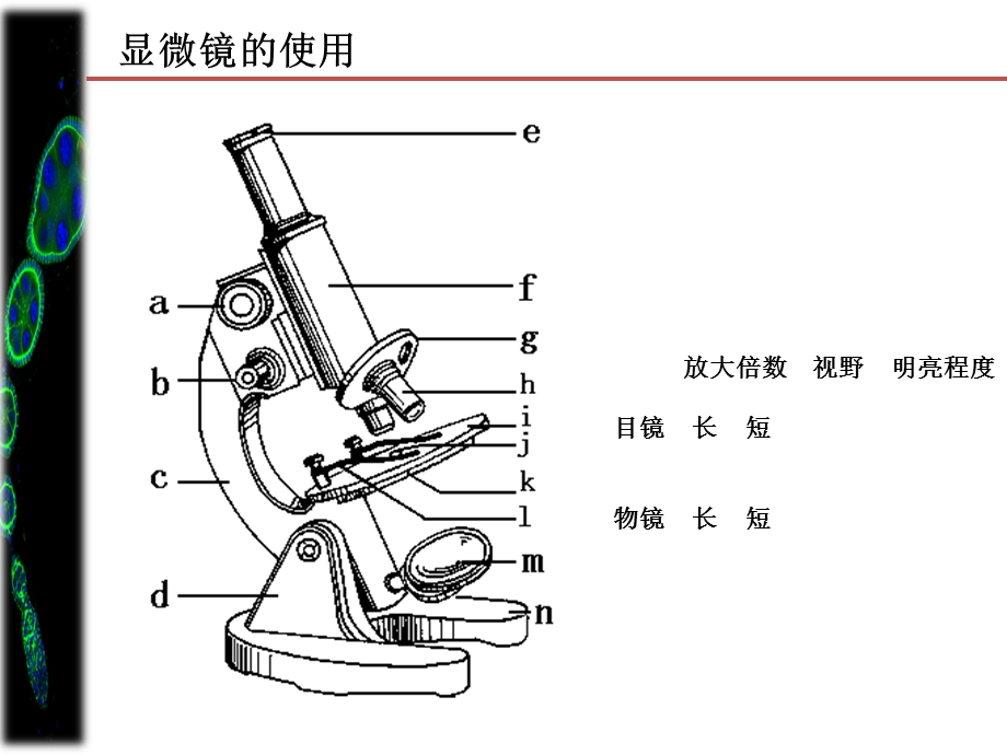 高一生物第二次课.ppt_第2页