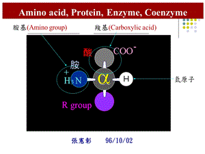 蛋白质的基本单位.ppt