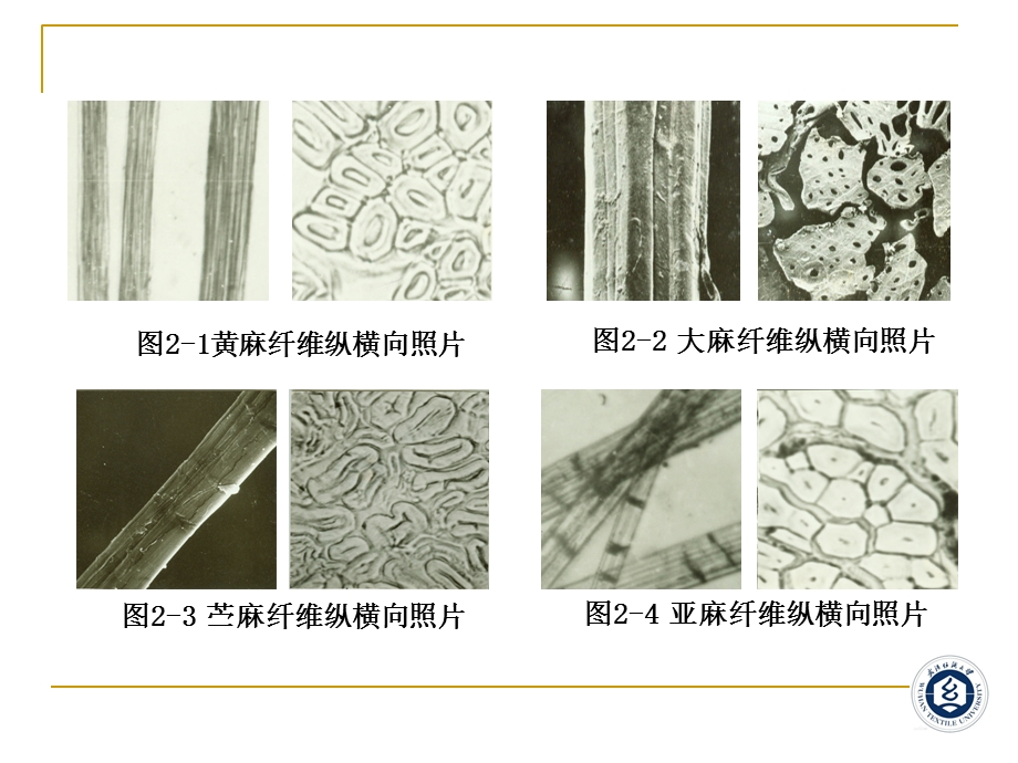 纤维的表征-王安怡.ppt_第3页