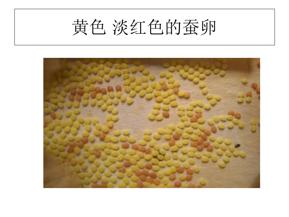 蚕卵里孵出的新生命PPT课件.ppt_第3页