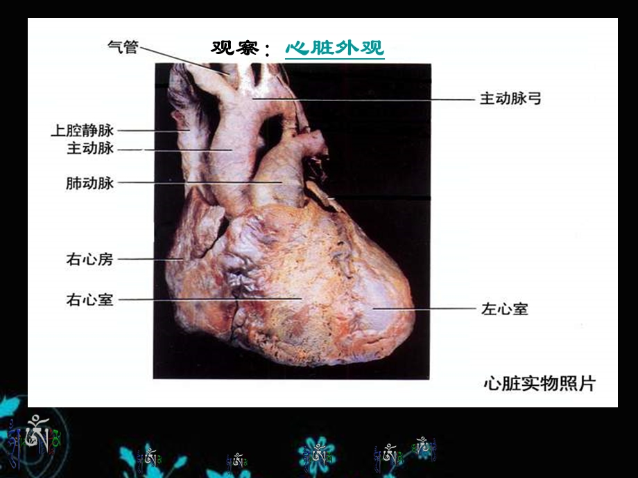 输送血液的泵-心脏-人教版-七年级下册-生物.ppt_第3页