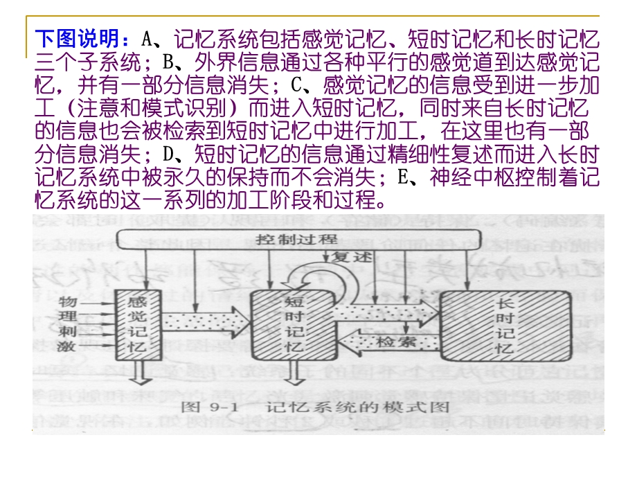 记忆与信息加工.ppt_第2页