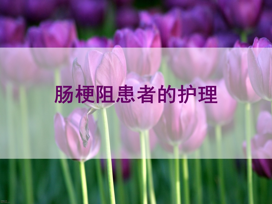 肠梗阻患者的护理.ppt_第1页