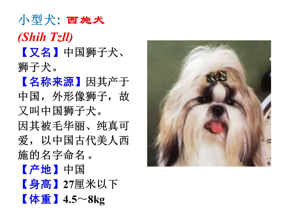 观赏动物学世界名犬.ppt_第1页