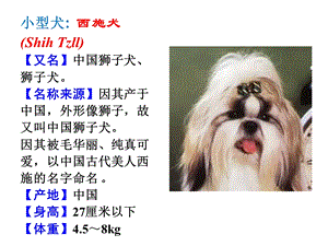 观赏动物学世界名犬.ppt