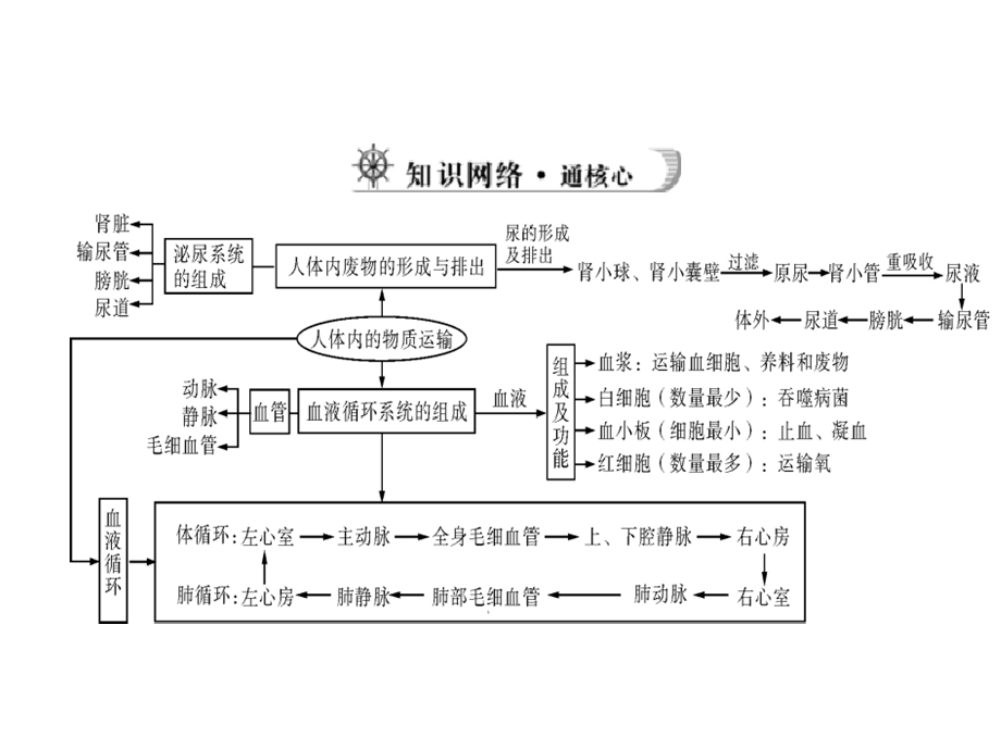 人体内的物质运输及废物的形成与排出.ppt_第3页