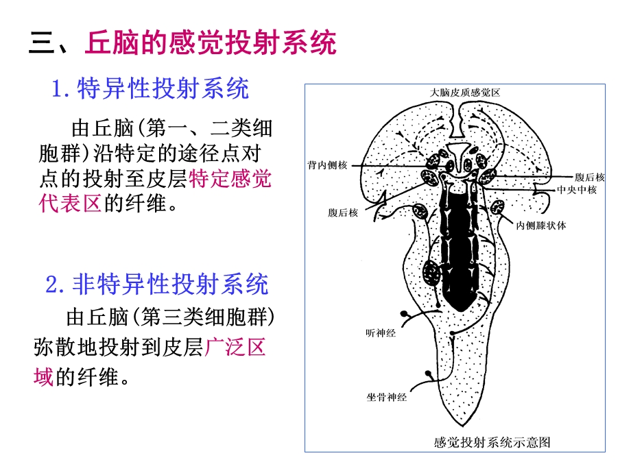 神经系统的感觉功能.ppt_第3页