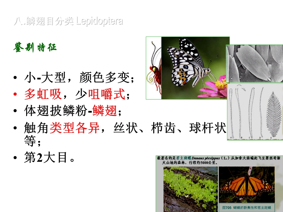 鳞翅目主要科的特征.ppt_第3页