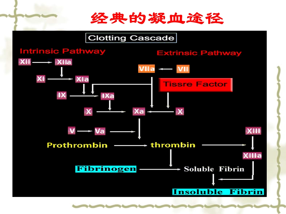 血小板相关组织因子.ppt_第2页