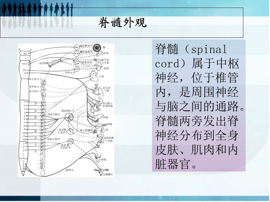 脊髓胸腰段损伤完整版.ppt_第3页