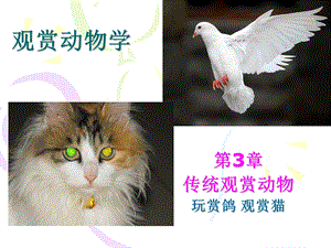 观赏动物学玩赏鸽观赏猫.ppt