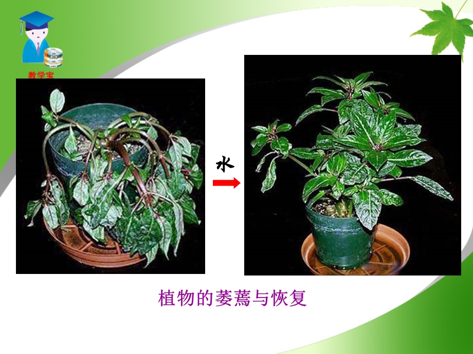 绿色植物的生活需要水.ppt_第2页