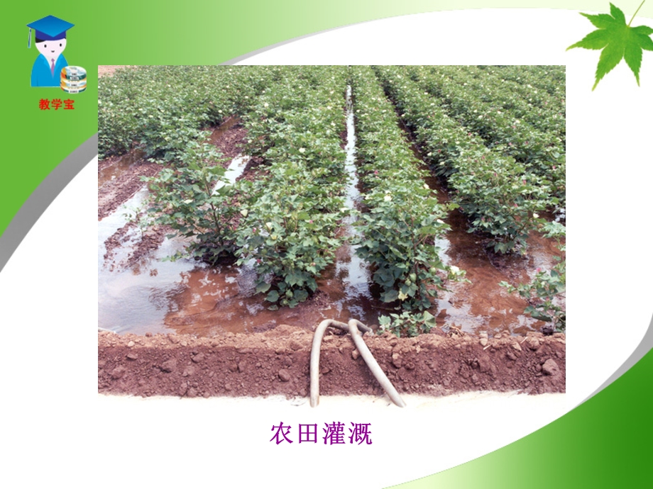 绿色植物的生活需要水.ppt_第3页