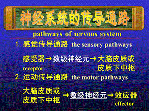 系统解剖学10传导路.ppt