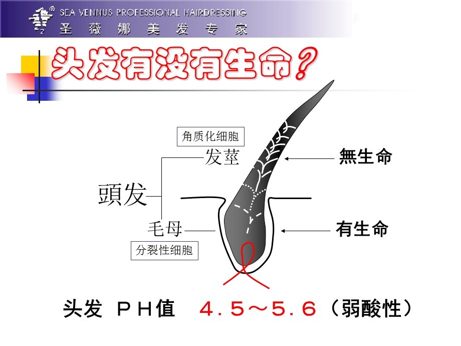 酸碱平衡烫区别与新染膏的说明.ppt_第2页