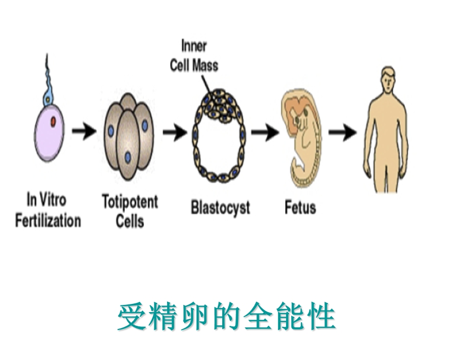 肿瘤的诱导分化和凋亡疗法.ppt_第2页