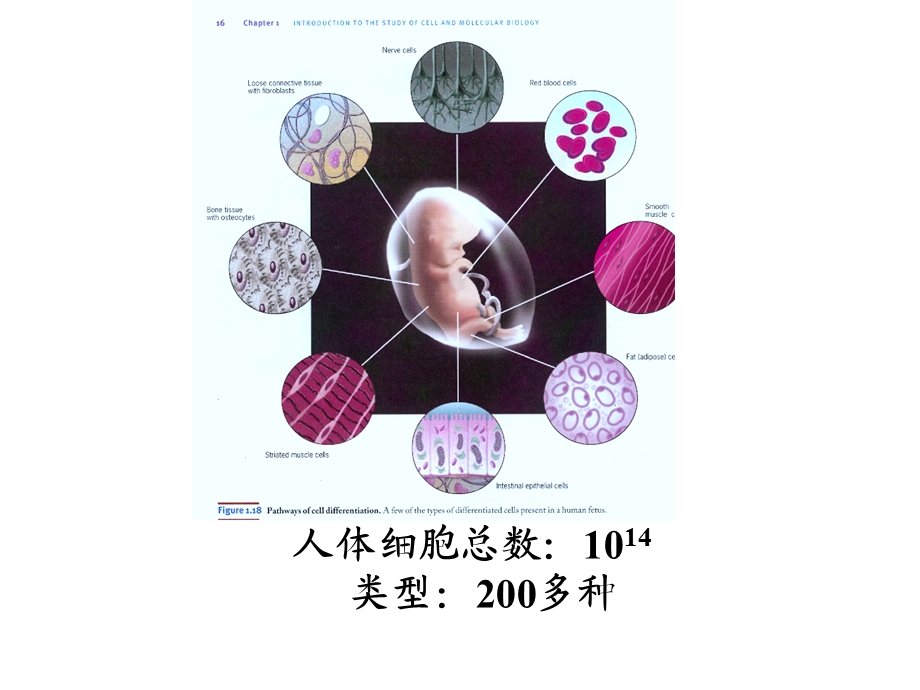 肿瘤的诱导分化和凋亡疗法.ppt_第3页