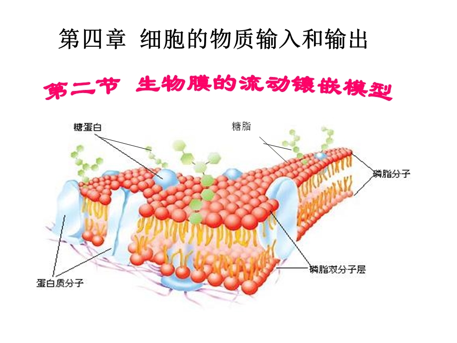 细胞膜结构模型.ppt_第1页