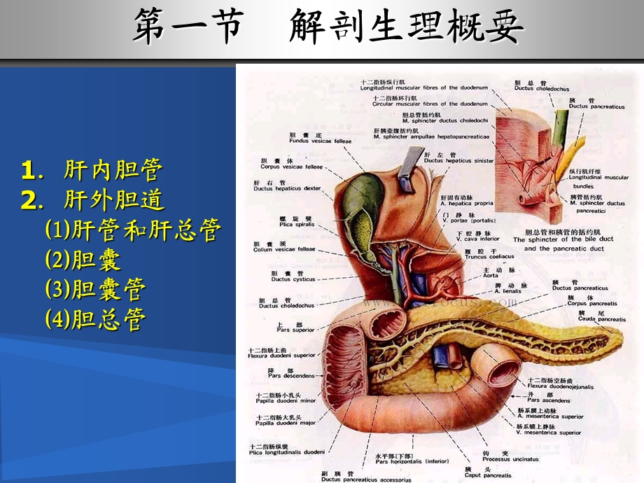 第三十二章胆道疾病病人的护理.ppt_第3页