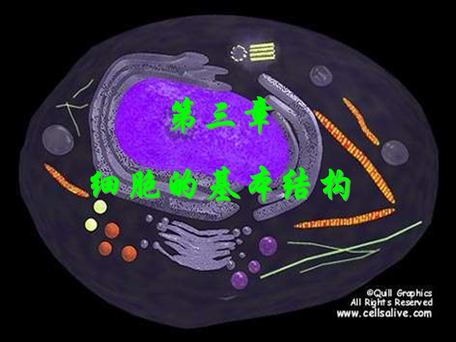 高一生物细胞的基本结构课件.ppt_第1页