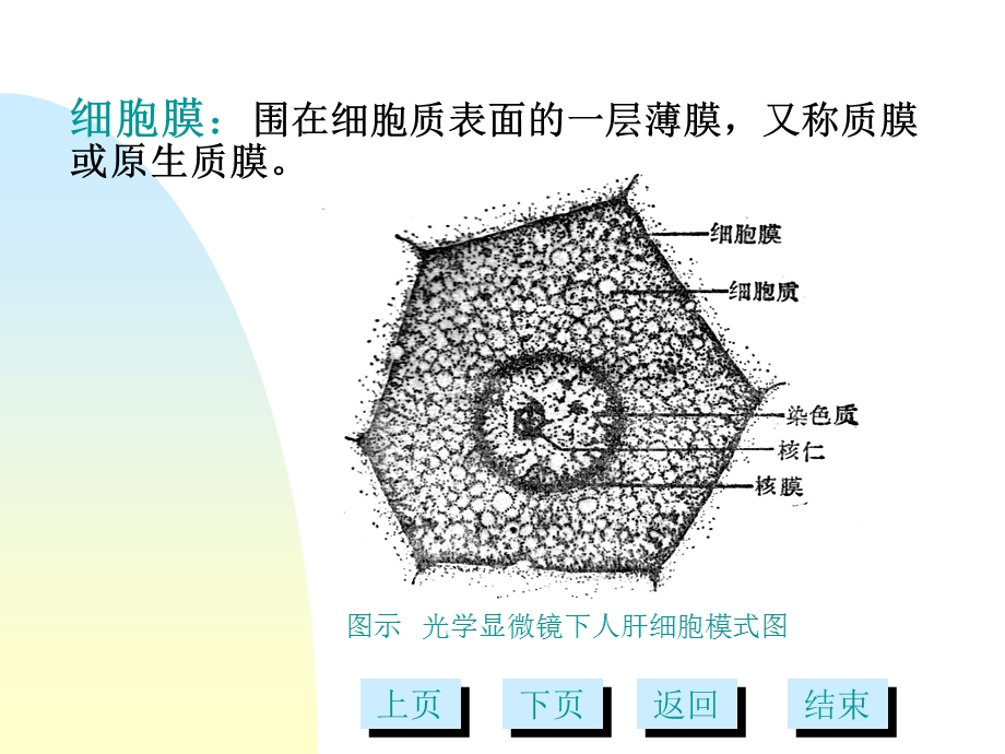 细胞膜及表面结构多媒体.ppt_第2页