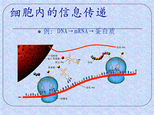 54陈焕程生态系统的信息传递.ppt