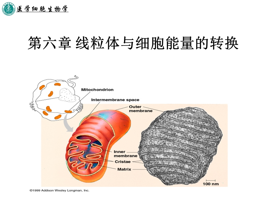 线粒体与细胞能量的转换.ppt_第1页