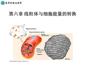 线粒体与细胞能量的转换.ppt