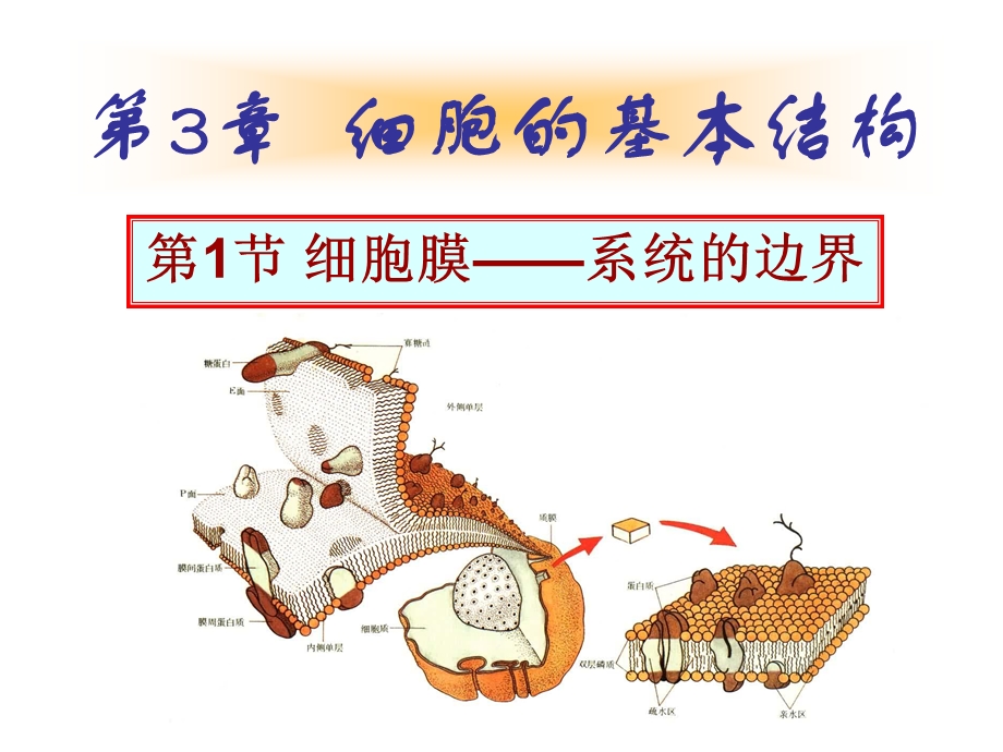 细胞膜(结构、功能).ppt_第1页