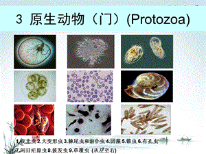 03原生动物门.ppt