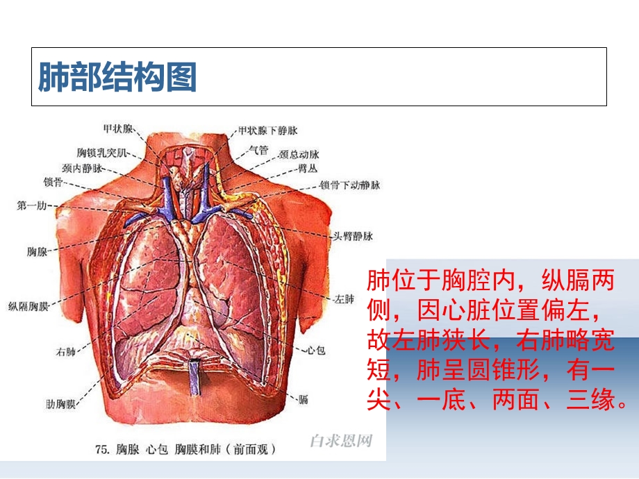 胸腔闭式引流的护理-上海市第一人民医院.ppt_第2页