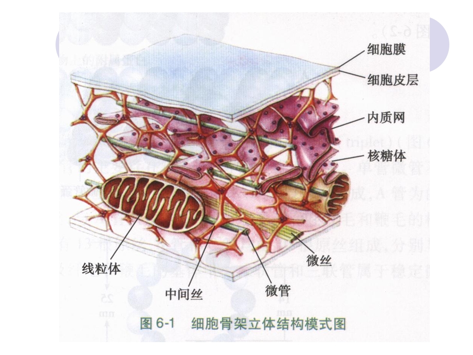 细胞骨架与细胞运动.ppt_第3页