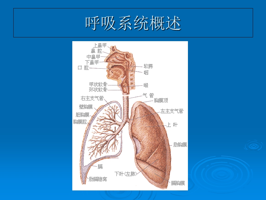 呼吸系统疾病与预防-yl.ppt_第3页