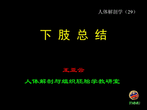 《下肢总结》ppt课件.ppt