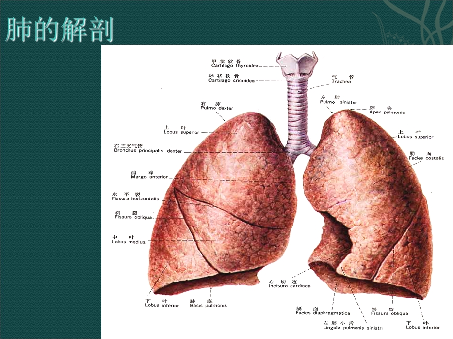 肺癌的分期及手术治疗.ppt_第2页