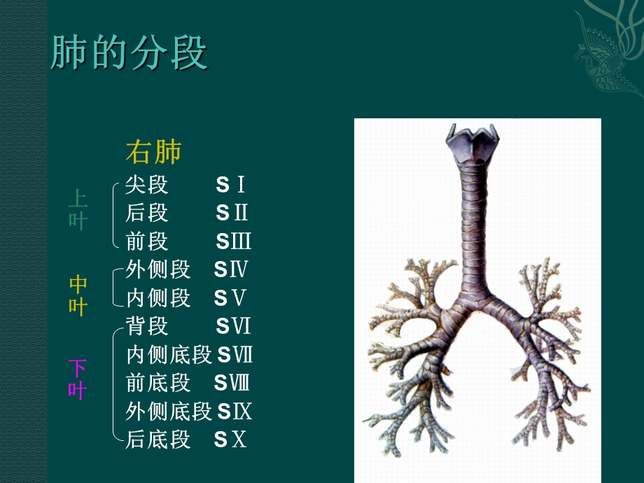 肺癌的分期及手术治疗.ppt_第3页