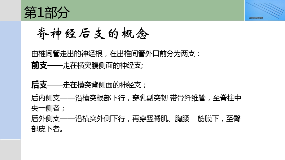 脊神经后支卡压综合征的诊断与内热针治疗.ppt_第2页