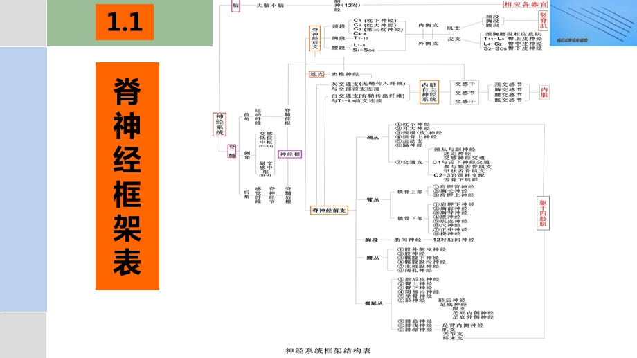 脊神经后支卡压综合征的诊断与内热针治疗.ppt_第3页