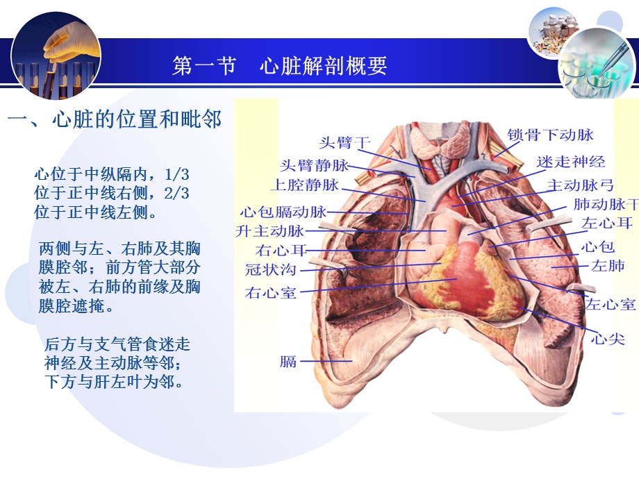 第十三章 正常超声心动图 ppt课件.ppt_第3页