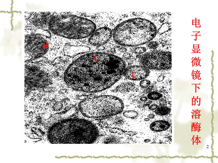 《内膜系统》课件.ppt_第2页