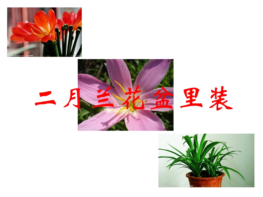 《十二月花歌》(语文版一年级语文下册课件).ppt_第3页