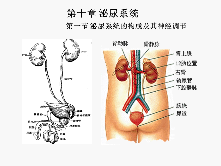 《人体解剖生理学》第十章泌尿系统.ppt_第1页
