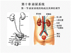 《人体解剖生理学》第十章泌尿系统.ppt