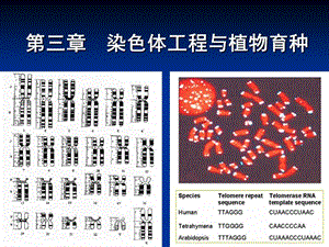 染色体工程与植物育种.ppt