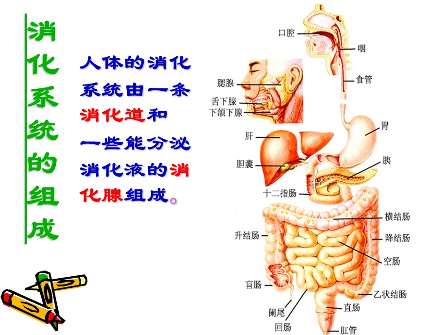 《人体的消化与吸收》.ppt_第3页