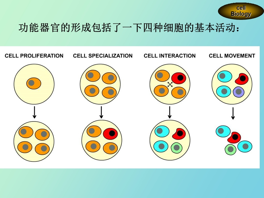 《医学细胞生物学》细胞分化.ppt_第3页