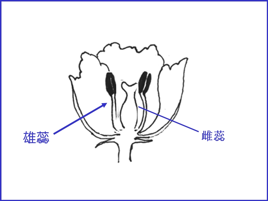 高一生物必修生物的个体发育.ppt_第3页