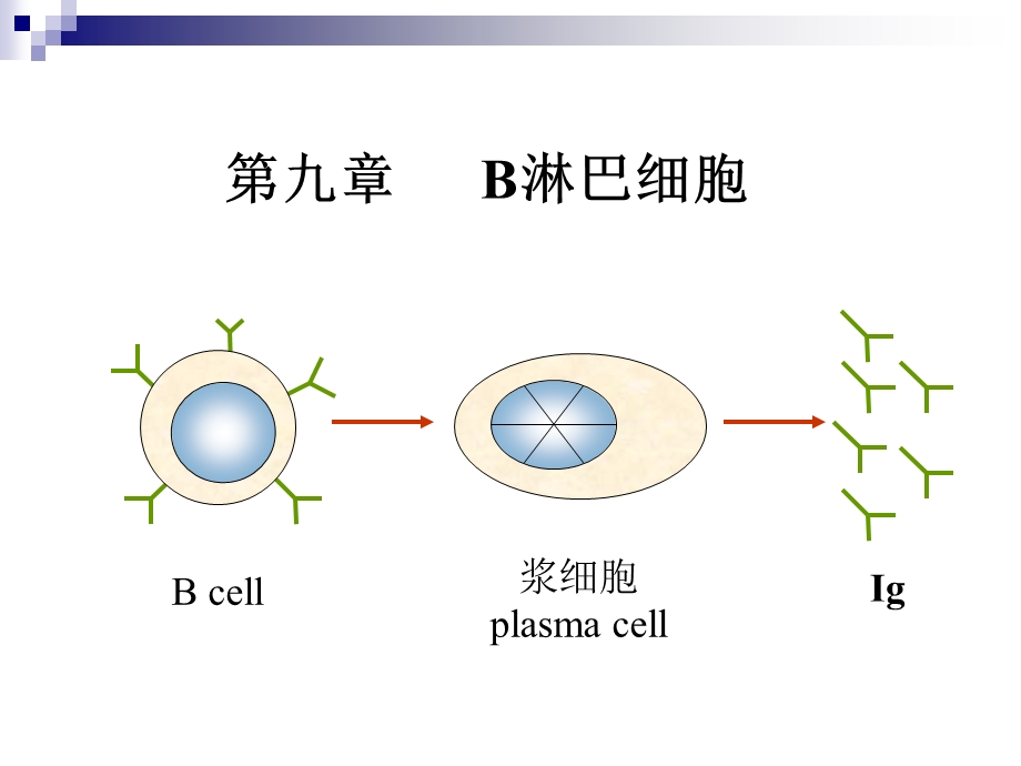 《B淋巴细胞》课件.ppt_第1页