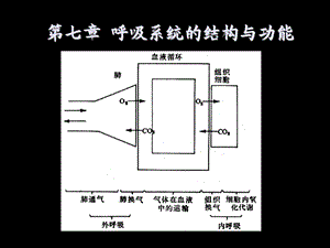 《人体解剖生理学》第七章呼吸系统.ppt